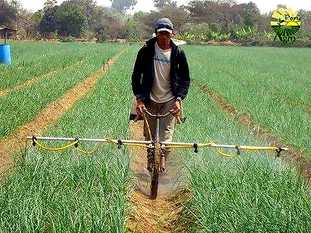 Established field crop rows for seasonal planting