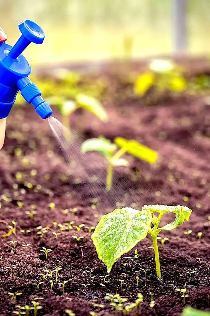 Foliar feeding and seedling care in a crop bed
